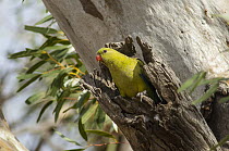 Regent Parrot (Polytelis anthopeplus) female at nest cavity, Hattah-Kulkyne National Park, Victoria, Australia
