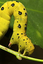 Four O'clock Moth (Dysphania fenestrata) caterpillar on a leaf, Queensland, Australia