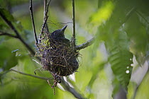 Black Antshrike (Thamnophilus nigriceps) in its nest, Corcovado National Park, Costa Rica