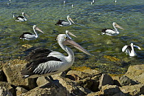 Australian Pelican (Pelecanus conspicillatus) resting at the shoreline, Kingscote, Kangaroo Island, Australia