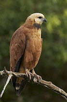 Black-collared Hawk (Busarellus nigricollis), Pantanal, Brazil