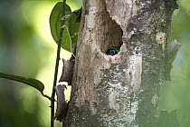 Black-throated Trogon (Trogon rufus) peeking out of a nest cavity, Corcovado National Park, Costa Rica