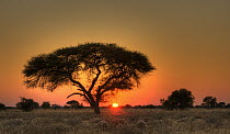 Sun rising behind an acacia tree, Central Kalahari Game Reserve, Botswana