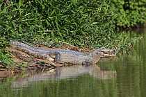 Jacare Caiman (Caiman yacare), Pantanal, Brazil