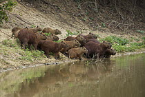 Capybara (Hydrochoerus hydrochaeris), Santa Rosa, Bolivia