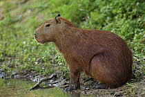 Capybara (Hydrochoerus hydrochaeris), Yacuma River, Santa Rosa, Bolivia