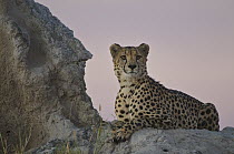 Cheetah (Acinonyx jubatus) sitting on a termite mound, Linyanti Swamp, Botswana