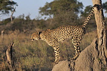 Cheetah (Acinonyx jubatus) marking its territory by urinating on a tree, Linyanti Swamp, Botswana