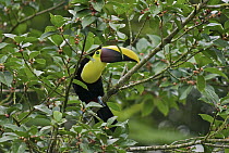 Chestnut-mandibled Toucan (Ramphastos swainsonii) eating berries, La Selva Biological Reserve, Costa Rica