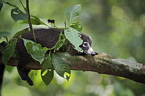 White-nosed Coati (Nasua narica) resting in a tree, Corcovado National Park, Costa Rica