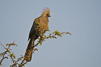 Grey Go-away-bird (Corythaixoides concolor), Okavango Delta, Botswana