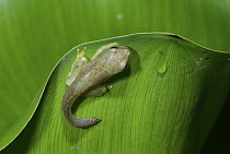 Golden Palm Tree Frog (Dendropsophus ebraccatus) tadpole on a leaf, Pavones, Costa Rica