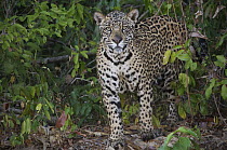 Jaguar (Panthera onca) standing on a river bank, Pantanal, Brazil