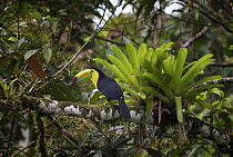 Keel-billed Toucan (Ramphastos sulfuratus)and bromeliad, La Selva Biological Reserve, Costa Rica