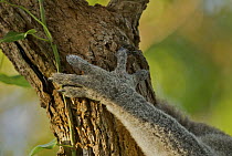 Koala (Phascolarctos cinereus) paw clinging to a tree, Queensland, Australia