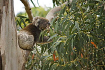 Koala (Phascolarctos cinereus), Hanson Bay, Kangaroo Island, Southern Australia