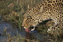 Leopard (Panthera pardus) drinking at a water hole, Linyanti Concession, Botswana