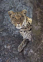 Leopard (Panthera pardus) peering out from a tree, Linyanti Concession, Botswana