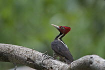 Pale-billed Woodpecker (Campephilus guatemalensis), Corcovado National Park, Costa Rica