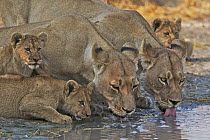 African Lion (Panthera leo) pride with cubs drinking at waterhole, Central Kalahari Game Reserve, Botswana