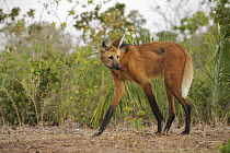Maned Wolf (Chrysocyon brachyurus), Piaui State, Brazil