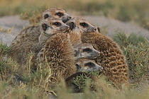 Meerkat (Suricata suricatta) group on the lookout, Makgadikgadi Pan, Botswana
