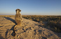 Meerkat (Suricata suricatta) on burrow, Makgadikgadi Pan, Botswana