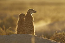 Meerkat (Suricata suricatta) pair on a burrow, Makgadikgadi Pan, Botswana