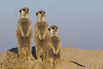 Meerkat (Suricata suricatta) family, Makgadikgadi Pan, Botswana