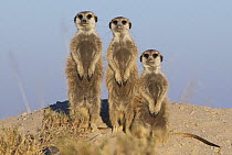 Meerkat (Suricata suricatta) family, Makgadikgadi Pan, Botswana