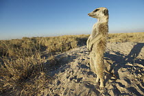Meerkat (Suricata suricatta) on lookout duty, Makgadikgadi Pan, Botswana