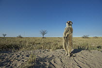 Meerkat (Suricata suricatta) on lookout duty, Makgadikgadi Pan, Botswana