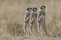Meerkat (Suricata suricatta) trio on lookout duty, Makgadikgadi Pan, Botswana