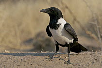Pied Crow (Corvus albus), Central Kalahari Game Reserve, Botswana