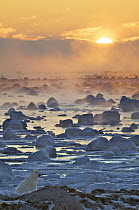 Polar Bear (Ursus maritimus) at sunrise, Hudson Bay, Seal River, Manitoba, Canada