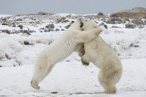 Polar Bear (Ursus maritimus) pair play fighting, Seal River, Manitoba, Canada