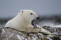 Polar Bear (Ursus maritimus) licking its paw, Seal River, Manitoba, Canada