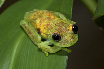 Polka-dot Treefrog (Hypsiboas punctatus), Madidi National Park, Bolivia