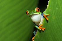 Red-eyed Tree Frog (Agalychnis callidryas) calling for a mate, Tortuguero National Park, Costa Rica