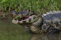 Spectacled Caiman (Caiman crocodilus) entering the water, Pampas, Bolivia