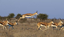 Springbok (Antidorcas marsupialis) herd in pronking display, Central Kalahari Game Reserve, Botswana
