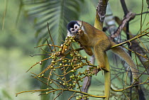 Black-crowned Central American Squirrel Monkey (Saimiri oerstedii) eating figs near Pavones, Costa Rica