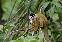 Black-crowned Central American Squirrel Monkey (Saimiri oerstedii) eating fruit near Pavones, Costa Rica