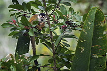Black-crowned Central American Squirrel Monkey (Saimiri oerstedii) eating berries near Pavones, Costa Rica