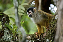 Black-crowned Central American Squirrel Monkey (Saimiri oerstedii), Pavones, Costa Rica