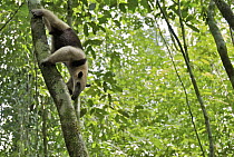 Northern Tamandua (Tamandua mexicana) climbing down a tree, Corcovado National Park, Costa Rica