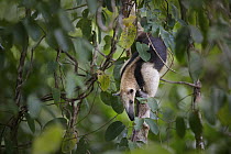 Northern Tamandua (Tamandua mexicana) climbing down a tree, Corcovado National Park, Costa Rica