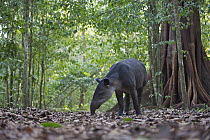 Baird's Tapir (Tapirus bairdii) foraging on the forest floor, Corcovado National Park in Costa Rica