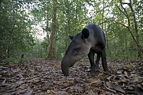 Baird's Tapir (Tapirus bairdii) foraging on the forest floor, Corcovado National Park in Costa Rica