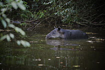Baird's Tapir (Tapirus bairdii) crossing a river, Corcovado National Park, Costa Rica